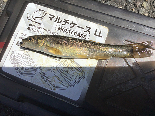 タカハヤの釣果