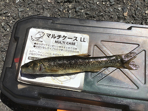 タカハヤの釣果