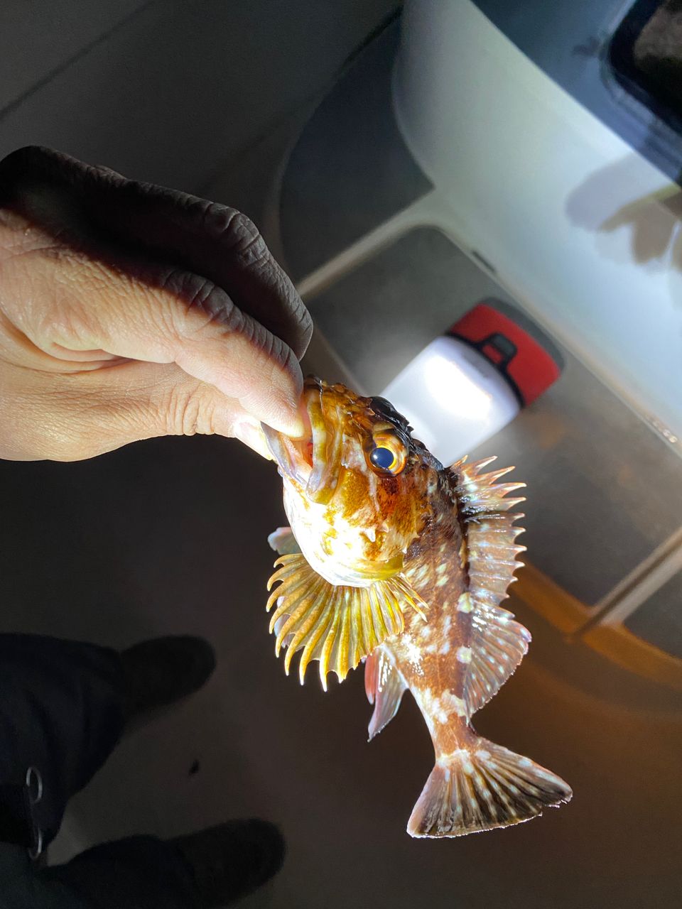 なにしとん？チャンネル しんやさんの釣果 2枚目の画像