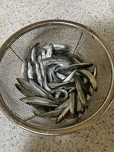 チアユの釣果