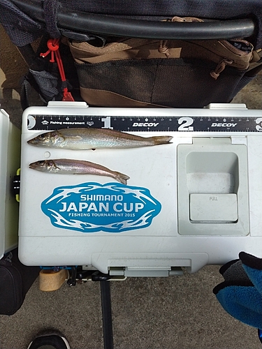 シロギスの釣果