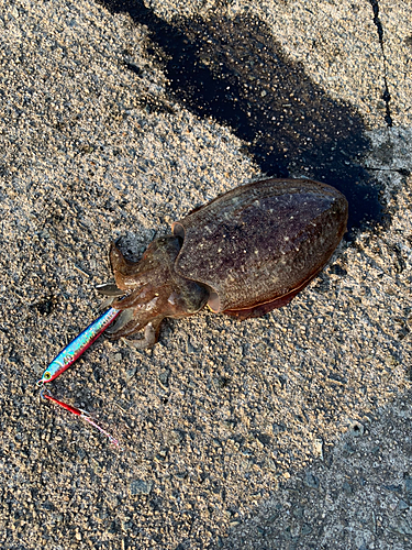 コウイカの釣果