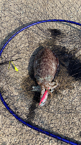 コウイカの釣果