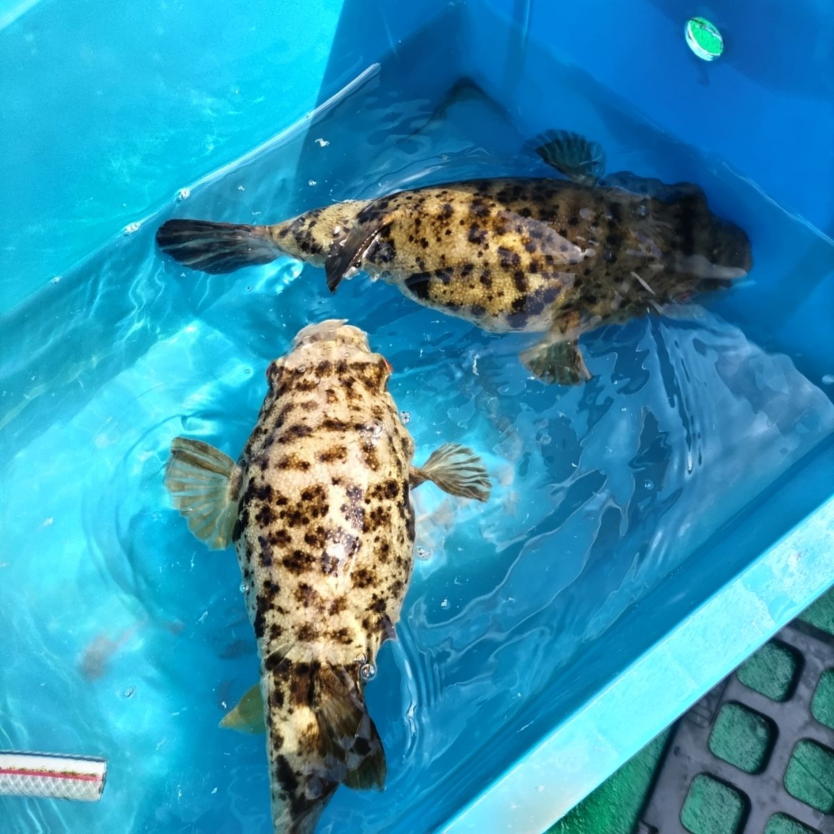 うっちー船長☆さんの釣果 1枚目の画像