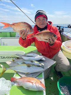 マダイの釣果