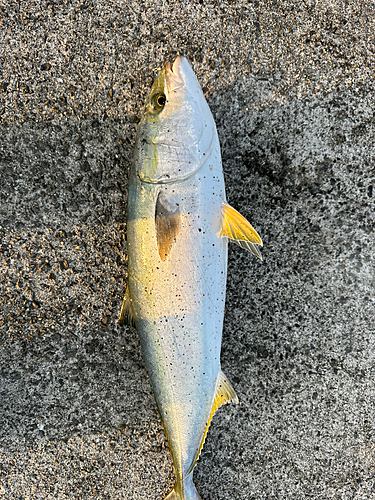 メジロの釣果