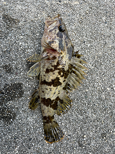 タケノコメバルの釣果