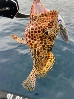 イシミーバイの釣果