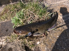 ナマズの釣果