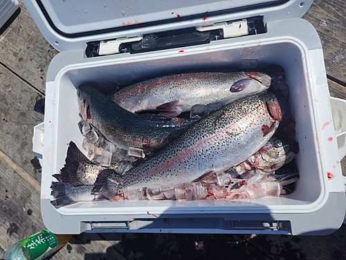 トラウトの釣果