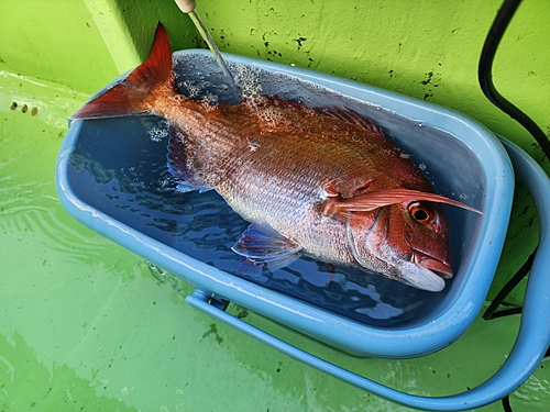 タイの釣果