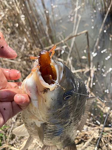 ギンブナの釣果