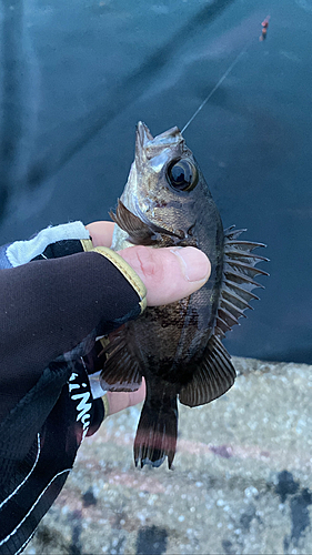 クロメバルの釣果