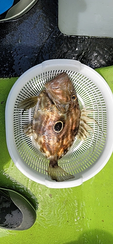 マトウダイの釣果