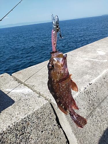 カサゴの釣果