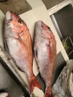 タイの釣果