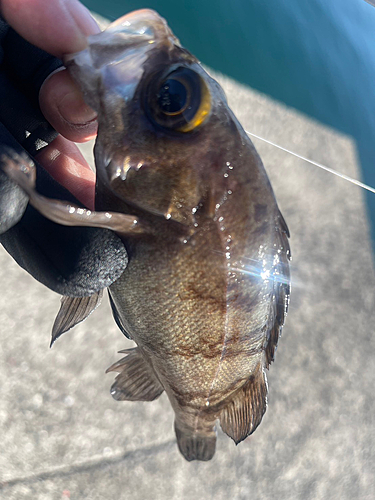 メバルの釣果