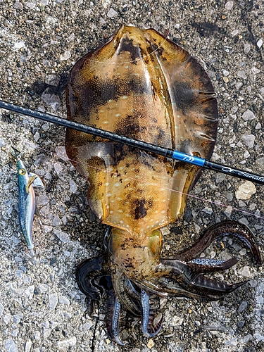 アオリイカの釣果