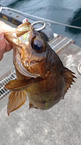 アカメバルの釣果