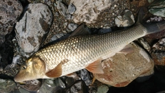 ニゴイの釣果