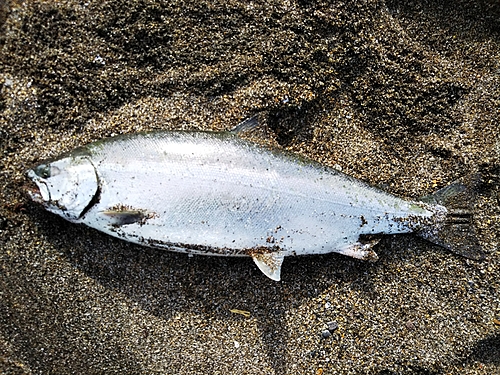 サクラマスの釣果