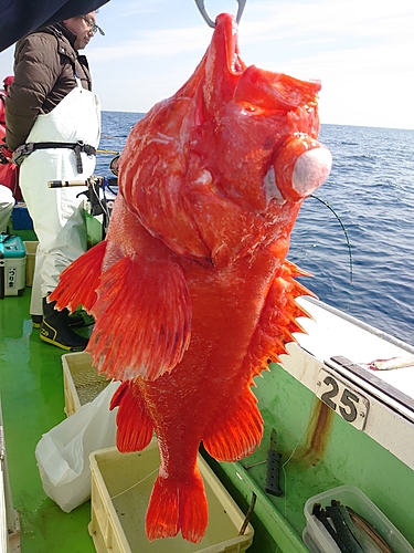 アコウダイの釣果