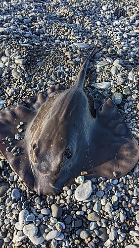 ホシエイの釣果