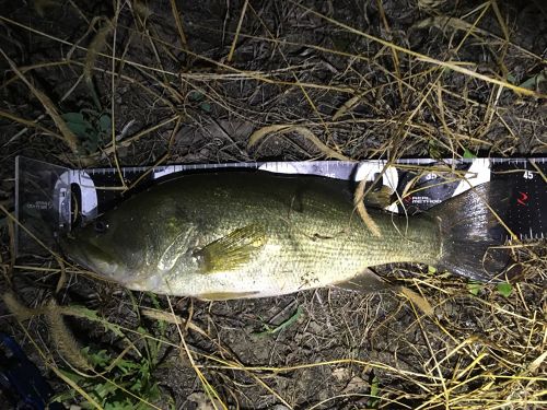 ブラックバスの釣果