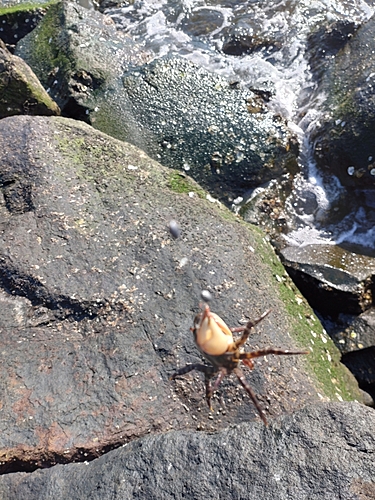 カニの釣果