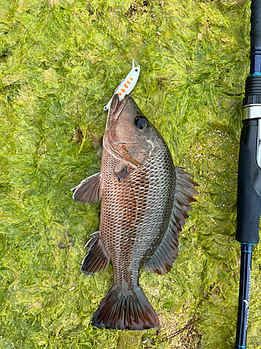 ゴマフエダイの釣果