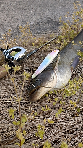 マナマズの釣果