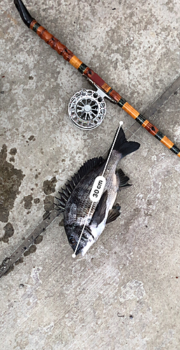 クロダイの釣果