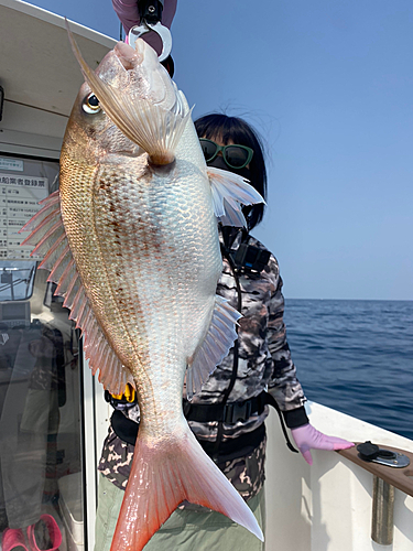 マダイの釣果