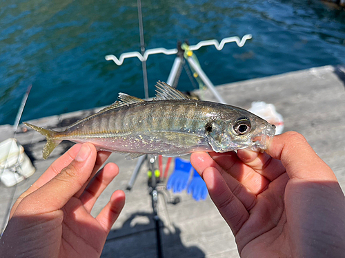 マアジの釣果