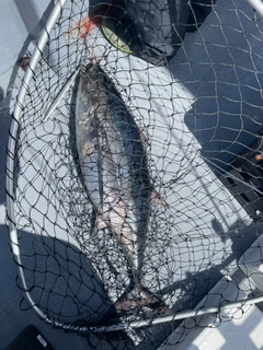 ビンチョウマグロの釣果