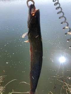 ナマズの釣果