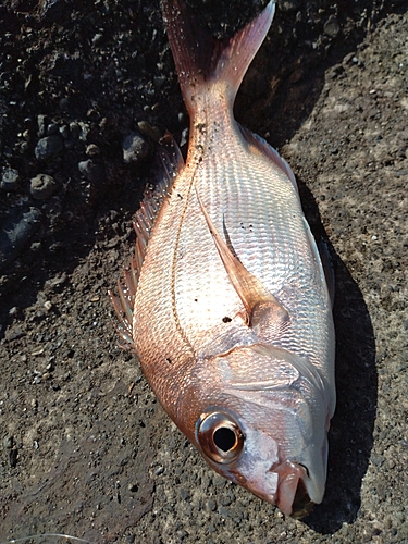 フグの釣果