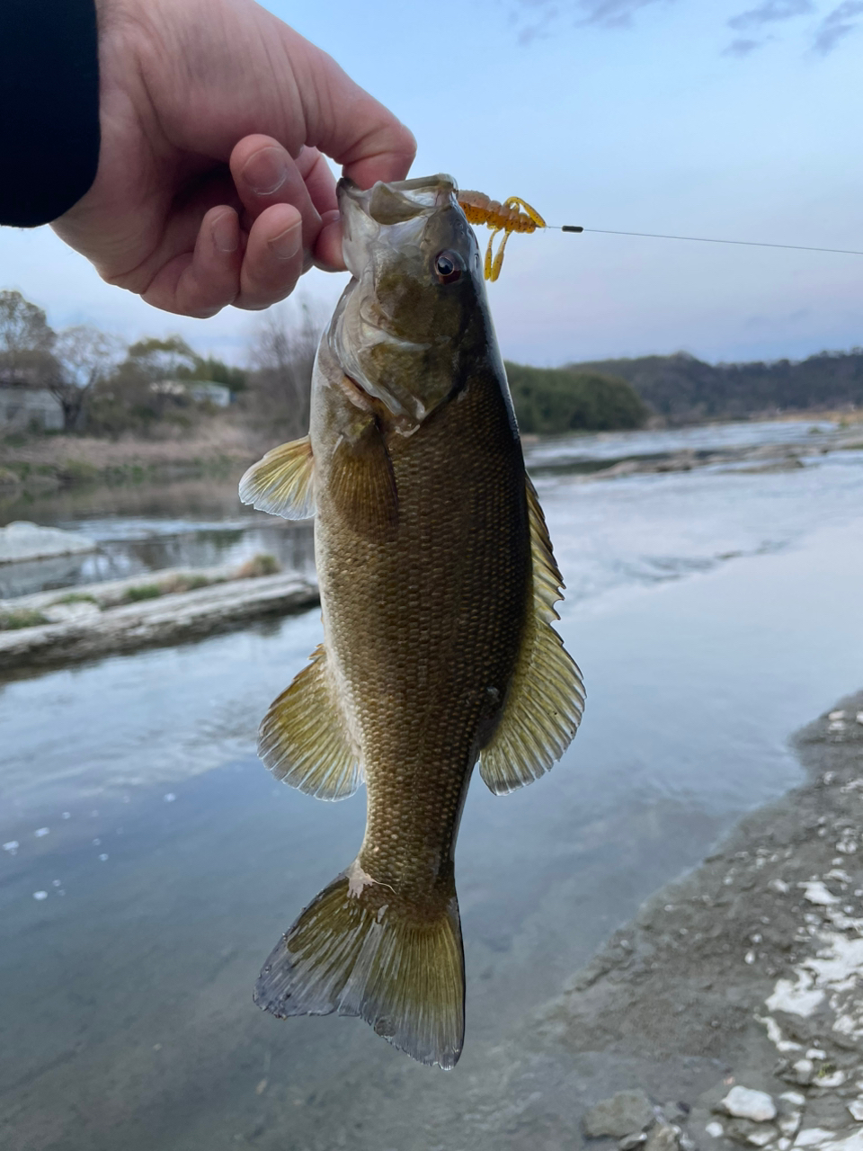 スモールマウスバス