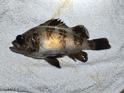 シロメバルの釣果