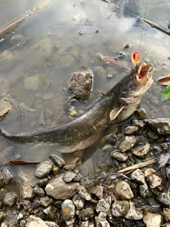 ナマズの釣果