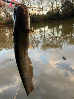 ナマズの釣果