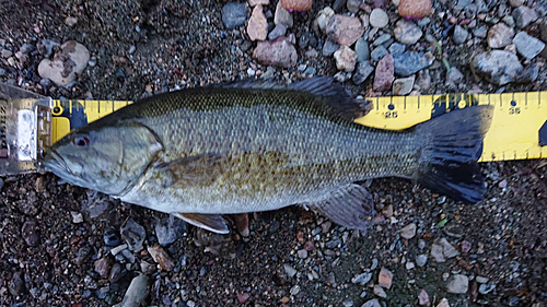 スモールマウスバスの釣果