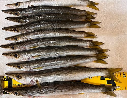 アカカマスの釣果