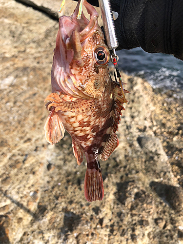 アラカブの釣果