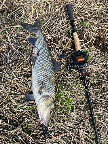 ニゴイの釣果