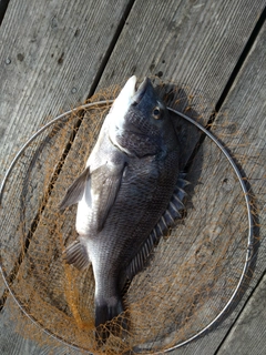 チヌの釣果
