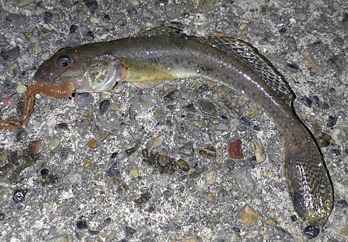 マハゼの釣果