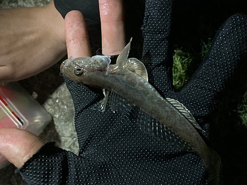 マハゼの釣果