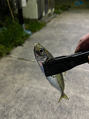 マアジの釣果