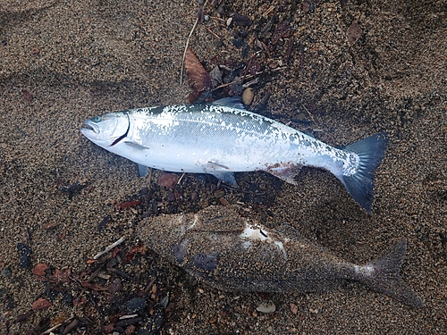 サクラマスの釣果